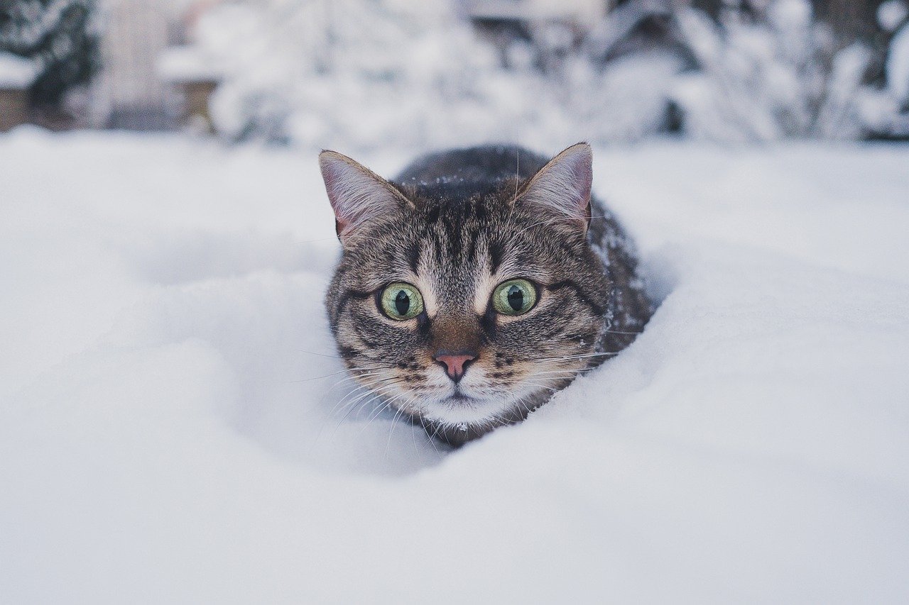 雪の中で驚く猫