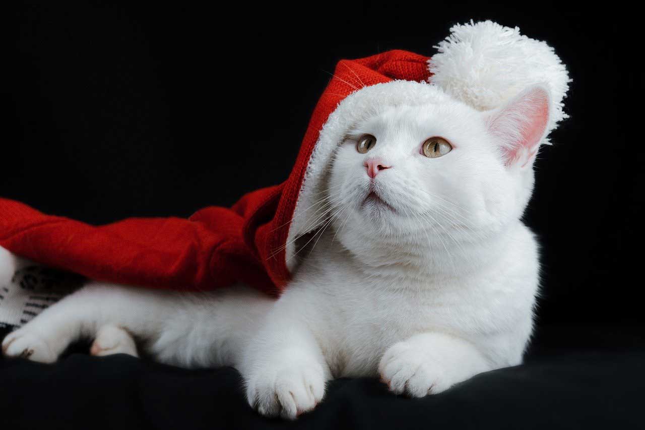 サンタ帽子をかぶった猫